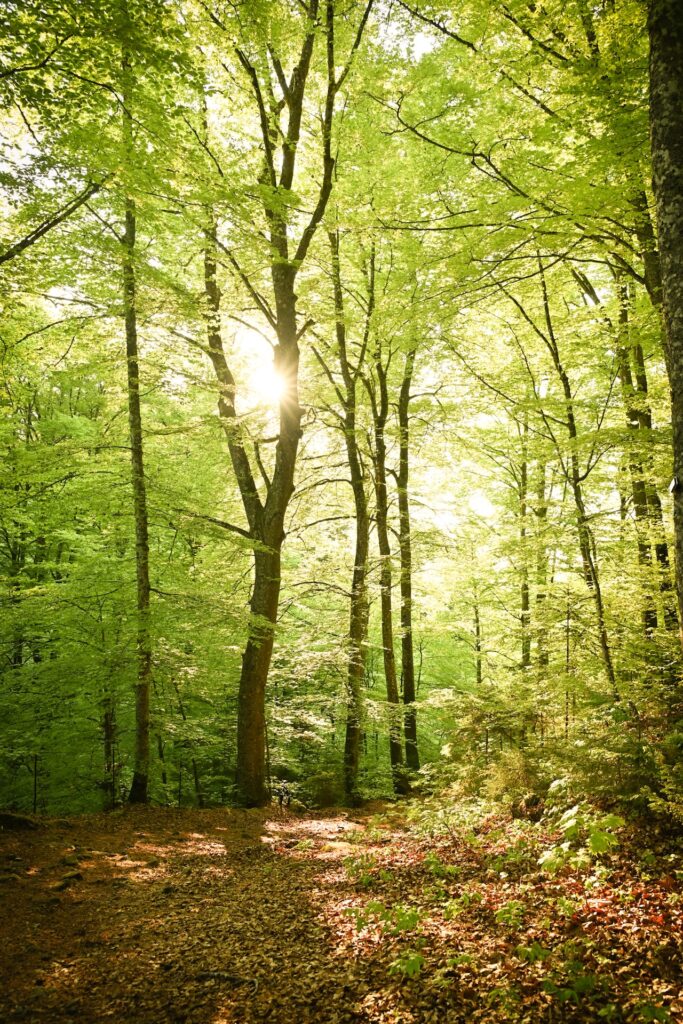 Seminare und Retreats im Wald für Erwachsene